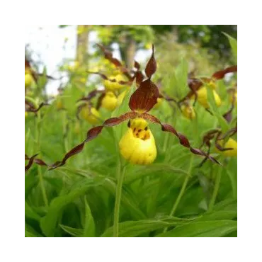 Cypripedium parviflorum, Tropicaflore : vente Cypripedium parviflorum