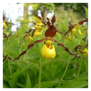 Cypripedium parviflorum, Tropicaflore : vente Cypripedium parviflorum