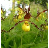 Cypripedium parviflorum, Tropicaflore : vente Cypripedium parviflorum