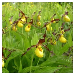 Cypripedium parviflorum, Tropicaflore : vente Cypripedium parviflorum