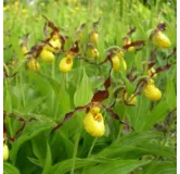 Cypripedium parviflorum, Tropicaflore : vente Cypripedium parviflorum