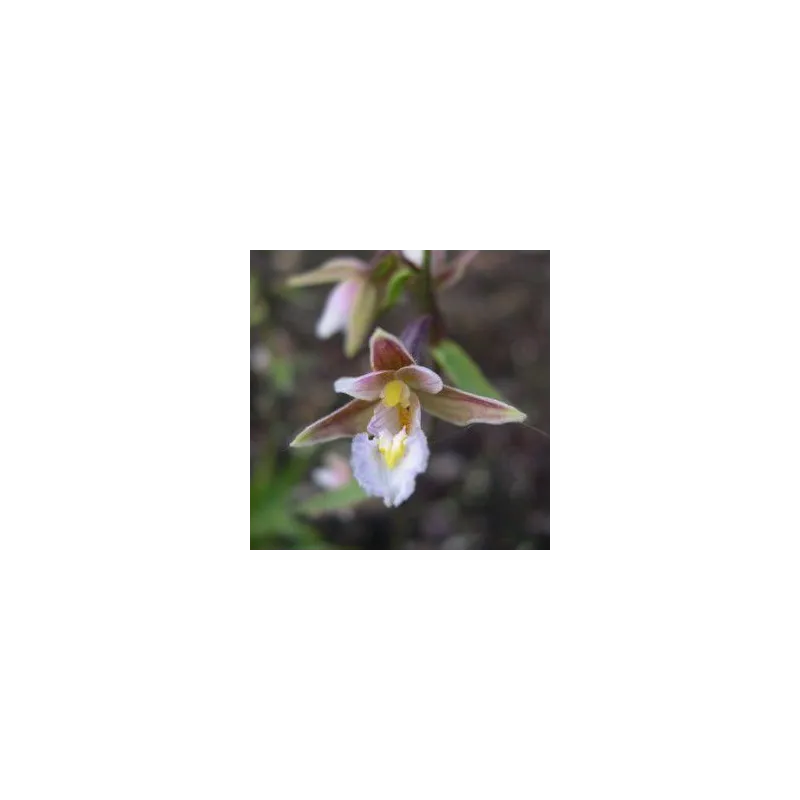 Epipactis palustris, Tropicaflore : vente Epipactis palustris