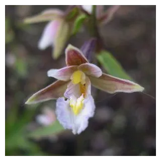 Epipactis palustris, Tropicaflore : vente Epipactis palustris