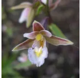 Epipactis palustris, Tropicaflore : vente Epipactis palustris