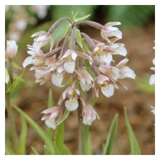 Epipactis palustris, Tropicaflore : vente Epipactis palustris