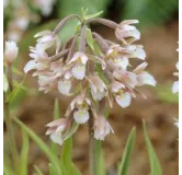 Epipactis palustris, Tropicaflore : vente Epipactis palustris