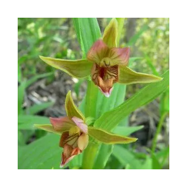 Epipactis gigantea, Tropicaflore : vente Epipactis gigantea