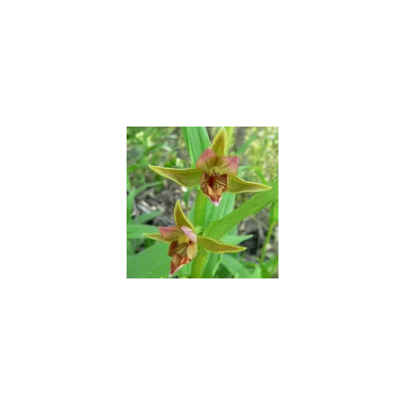 Epipactis gigantea, Tropicaflore : vente Epipactis gigantea