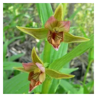 Epipactis gigantea, Tropicaflore : vente Epipactis gigantea