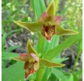 Epipactis gigantea, Tropicaflore : vente Epipactis gigantea