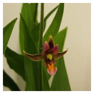 Epipactis gigantea, Tropicaflore : vente Epipactis gigantea