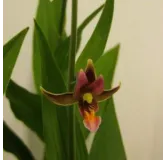 Epipactis gigantea, Tropicaflore : vente Epipactis gigantea