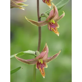 Epipactis gigantea, Tropicaflore : vente Epipactis gigantea