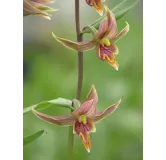 Epipactis gigantea, Tropicaflore : vente Epipactis gigantea