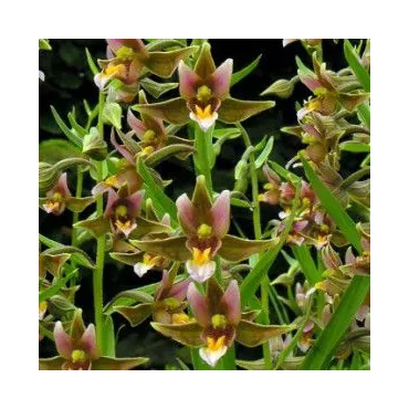 Epipactis "sabine", Tropicaflore : vente Epipactis "sabine"