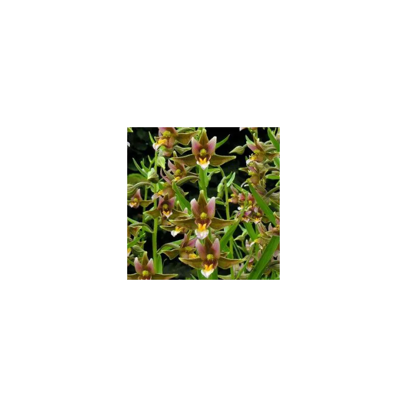 Epipactis "sabine", Tropicaflore : vente Epipactis "sabine"