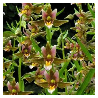 Epipactis "sabine", Tropicaflore : vente Epipactis "sabine"