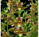 Epipactis "sabine", Tropicaflore : vente Epipactis "sabine"