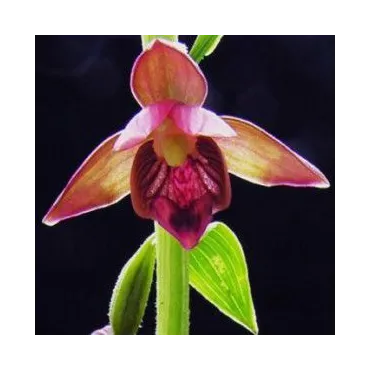 Epipactis royleana - Orchidées