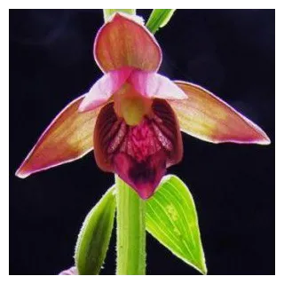 Epipactis royleana - Orchidées