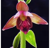 Epipactis royleana - Orchidées