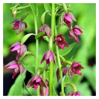 Epipactis royleana - Orchidées