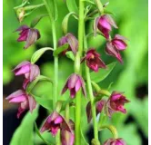 Epipactis royleana - Orchidées