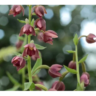 Epipactis royleana - Orchidées