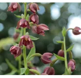 Epipactis royleana - Orchidées