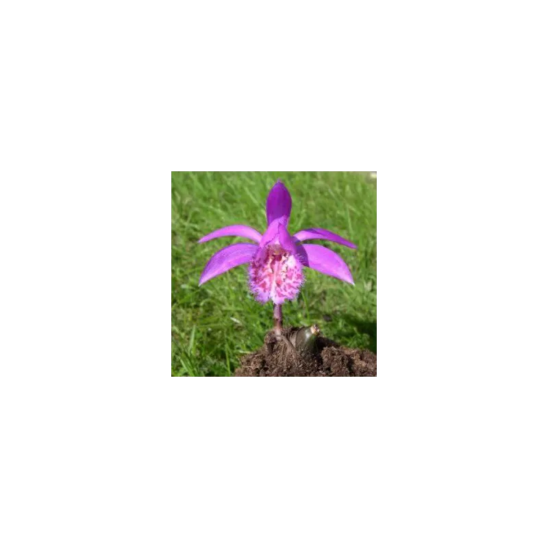 Pleione "tongariro", Tropicaflore : vente Pleione "tongariro"