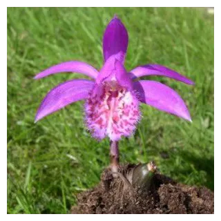 Pleione "tongariro", Tropicaflore : vente Pleione "tongariro"