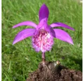 Pleione "tongariro", Tropicaflore : vente Pleione "tongariro"