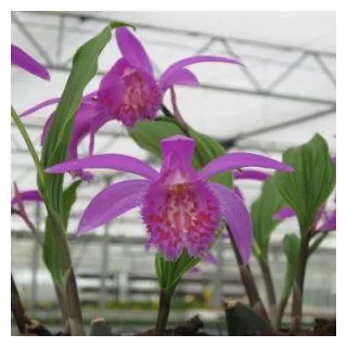 Pleione "tongariro", Tropicaflore : vente Pleione "tongariro"