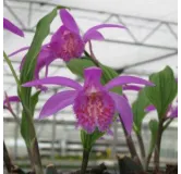 Pleione "tongariro", Tropicaflore : vente Pleione "tongariro"