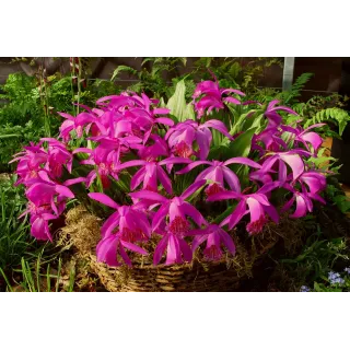 Pleione "tongariro", Tropicaflore : vente Pleione "tongariro"