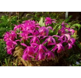 Pleione "tongariro", Tropicaflore : vente Pleione "tongariro"