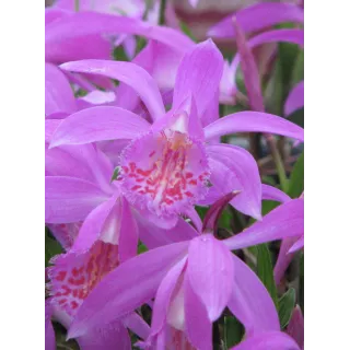 Pleione "tongariro", Tropicaflore : vente Pleione "tongariro"