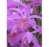 Pleione "tongariro", Tropicaflore : vente Pleione "tongariro"