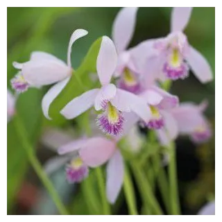 Pogonia ophioglossoïdes, Tropicaflore : vente Pogonia ophioglossoïdes