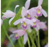 Pogonia ophioglossoïdes, Tropicaflore : vente Pogonia ophioglossoïdes