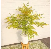 Acer palmatum Orange Lace - 3 ltr