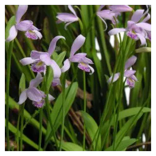 Pogonia ophioglossoïdes, Tropicaflore : vente Pogonia ophioglossoïdes