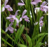 Pogonia ophioglossoïdes, Tropicaflore : vente Pogonia ophioglossoïdes