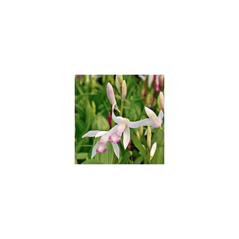 Bletilla Kuchibeni, Tropicaflore : vente Bletilla Kuchibeni