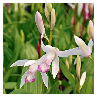 Bletilla Kuchibeni, Tropicaflore : vente Bletilla Kuchibeni