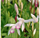 Bletilla Kuchibeni, Tropicaflore : vente Bletilla Kuchibeni