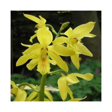 Calanthe sieboldii, Tropicaflore : vente Calanthe sieboldii