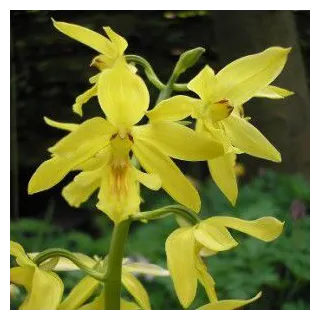 Calanthe sieboldii, Tropicaflore : vente Calanthe sieboldii