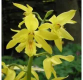 Calanthe sieboldii, Tropicaflore : vente Calanthe sieboldii