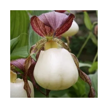 Cypripedium kentuckiense, Tropicaflore : vente Cypripedium kentuckiense